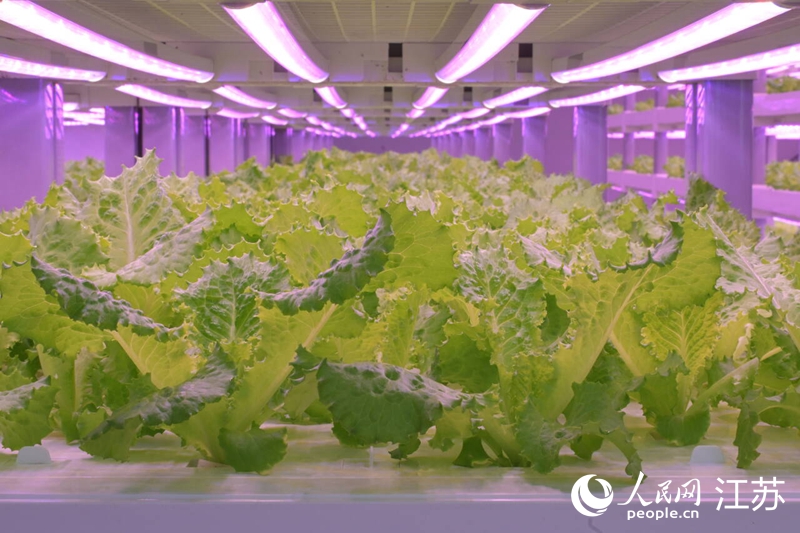 南京溧水有座“植物工厂”