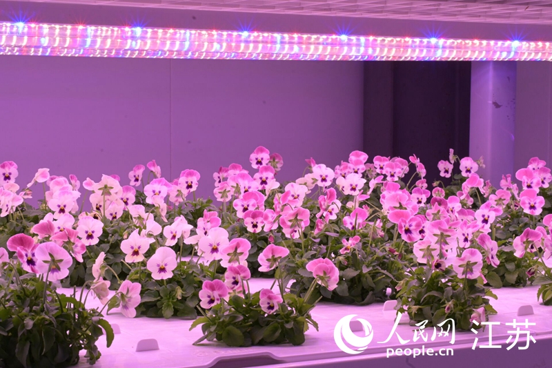 南京溧水有座“植物工厂”