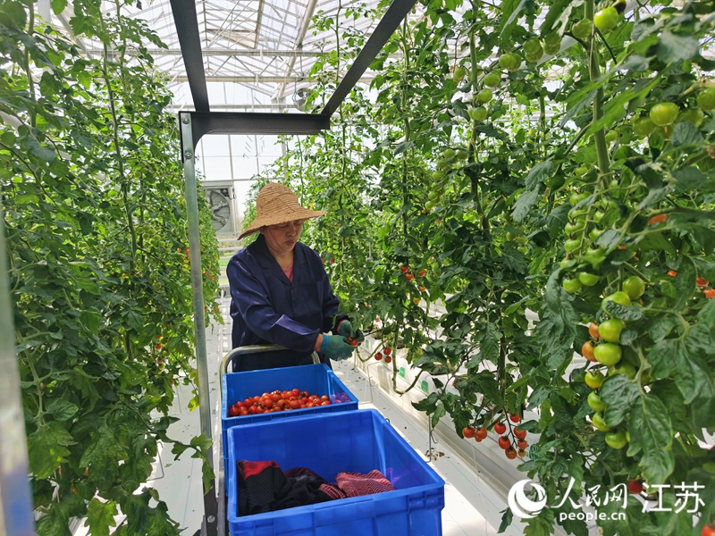 常乐镇“A+温室工场”内，村民坐在轨道车上采摘番茄。人民网记者 王继亮摄