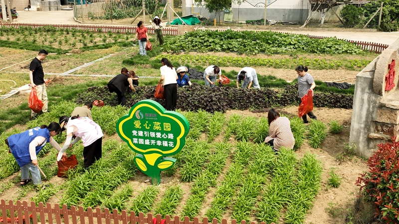 常州市武进区雪堰镇新康村“爱心小菜园”一角。武进区委组织部供图