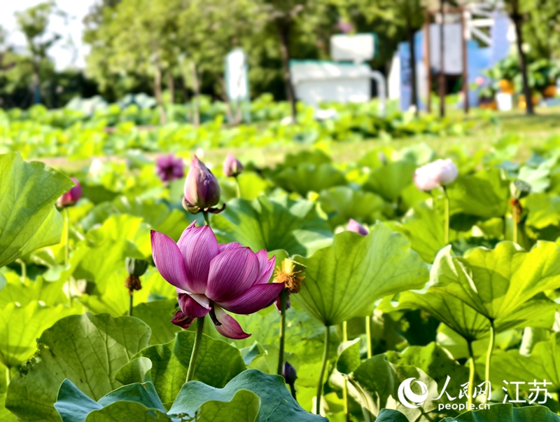 從7月至8月底，荷花蕩景區植蓮公園將展出12個省市的近500種荷花品種以及睡蓮，還有12000余缸精心培育的缸荷。馬曉波攝
