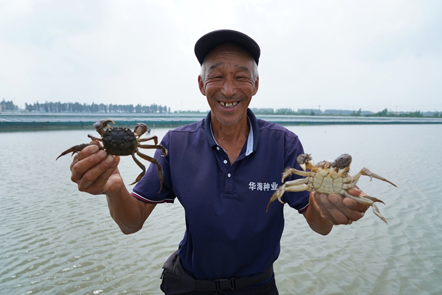 蟹农展示刚刚捞起的“六月黄”。方圆摄