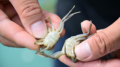 “小蟹苗”游出富民路灌南县，地处沂沭泗河下游，素有“洪水走廊”之称，凭借丰富的水域生态资源，当地大力发展大闸蟹养殖产业，形成了一条完整产业链。