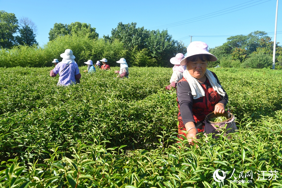 南京溧水雨花茶秋采进入旺季