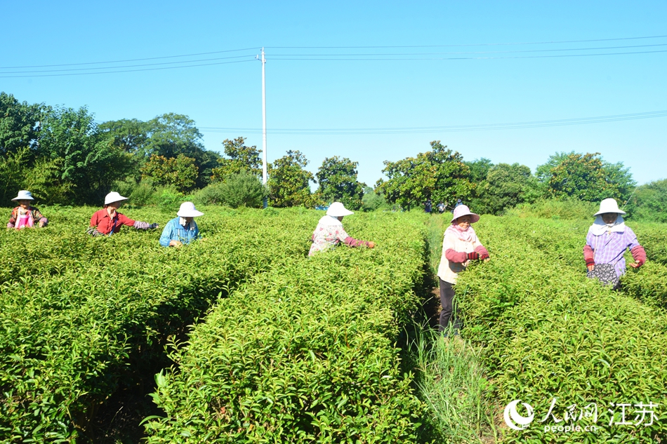 南京溧水雨花茶秋采进入旺季