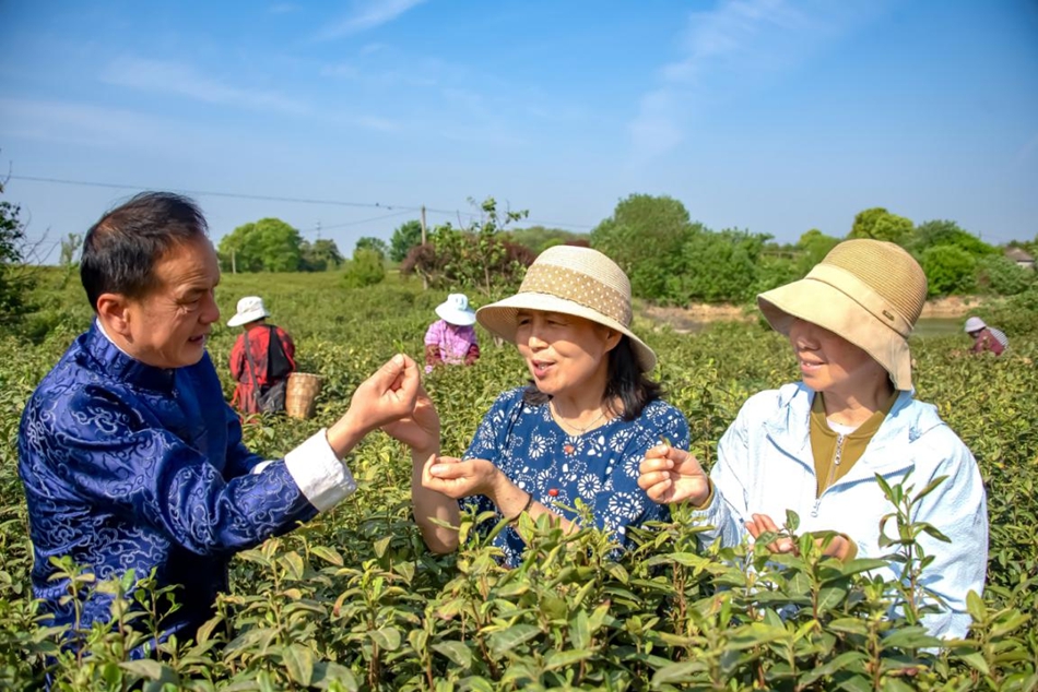 雨花茶制作技艺非遗代表性传承人陈盛峰向游客介绍雨花红茶。张福敏摄