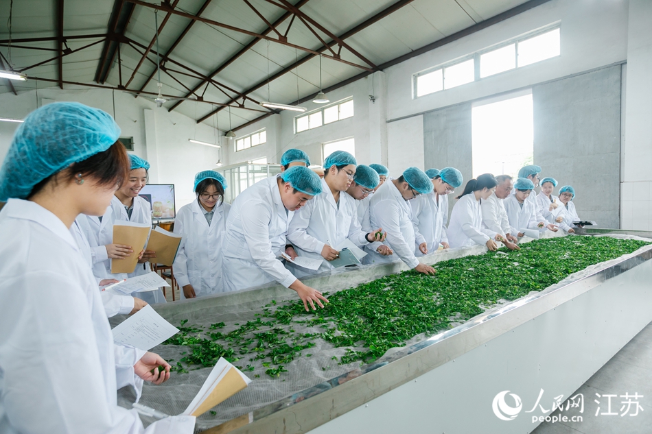 参观团队了解雨花茶制作技艺。人民网 王丹丹摄