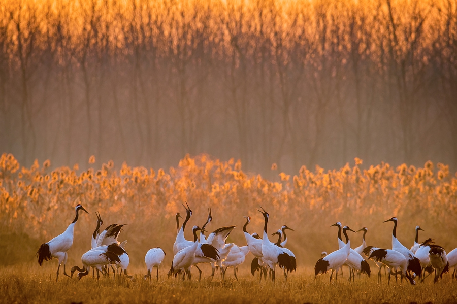 晨光中的丹顶鹤。孙华金摄