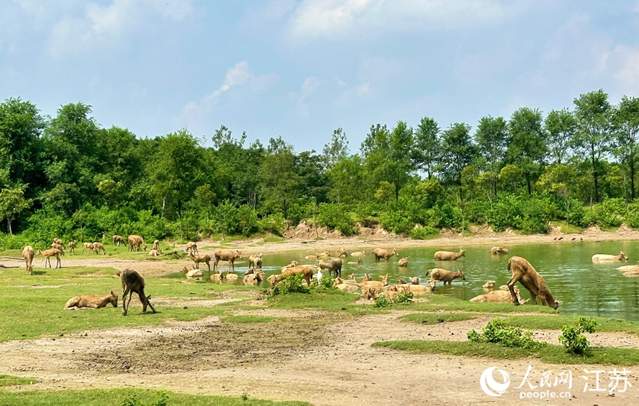 大丰中华麋鹿园内,成群的麋鹿栖息觅食。人民网 周梦娇摄