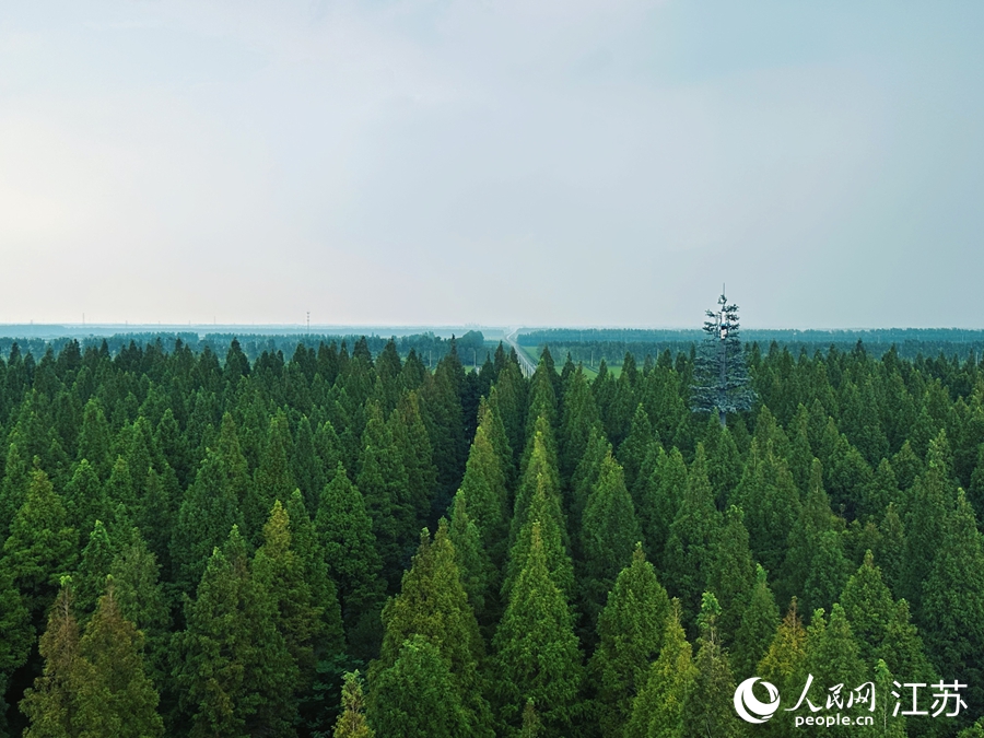 黄海森林公园是全国沿海地区最大的平原森林。人民网 周梦娇摄