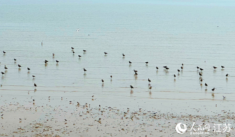 在条子泥湿地,随处可见戏水觅食的鸟类。人民网 周梦娇摄