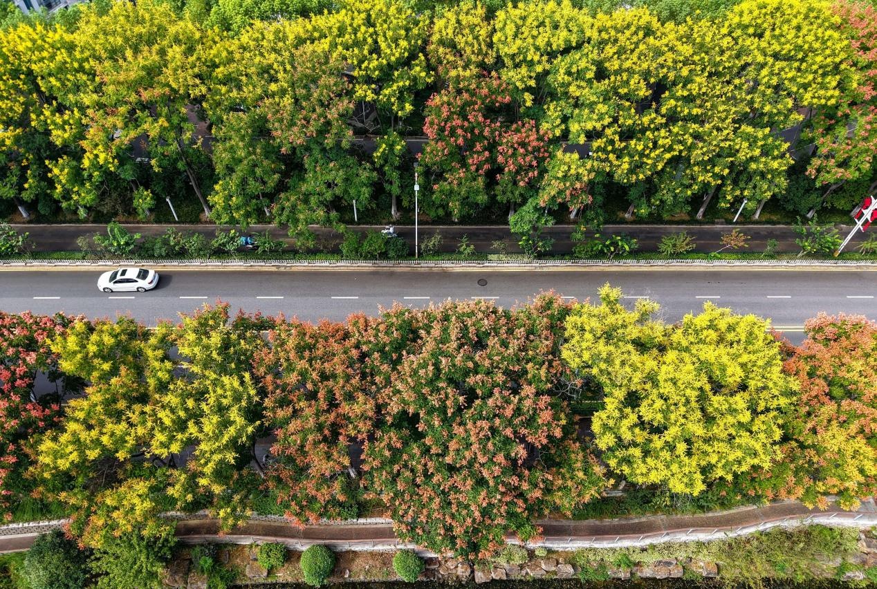 浦口区道路两旁的栾树。许龙春摄