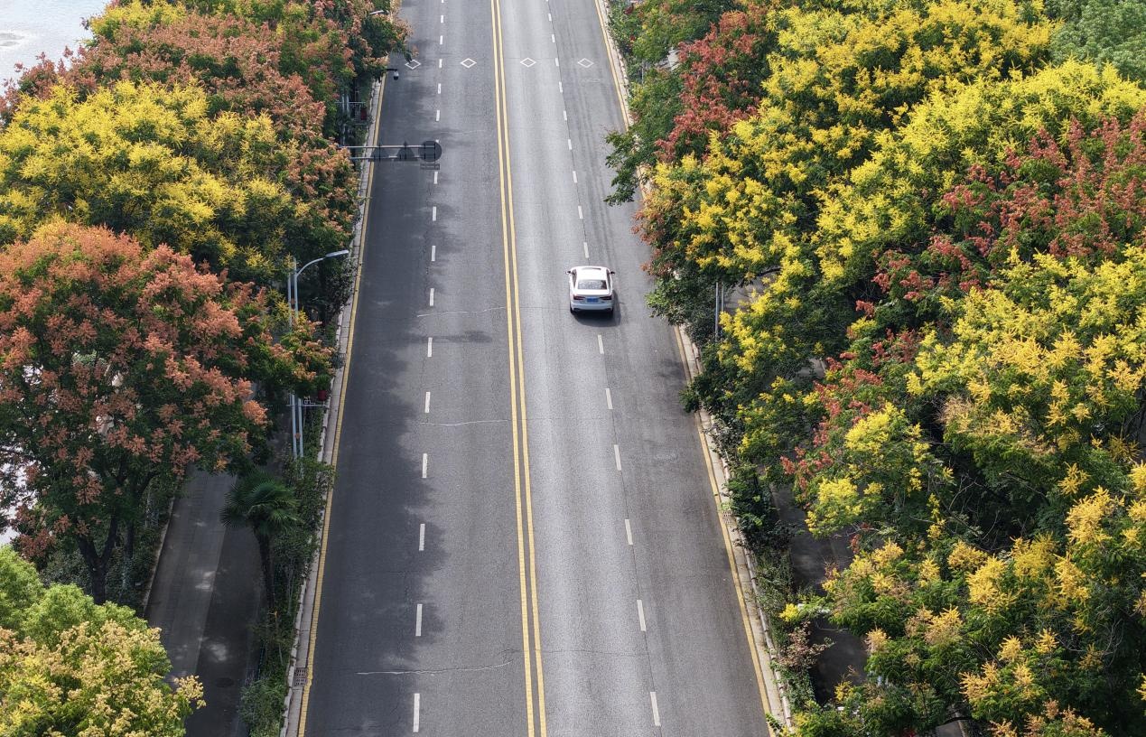 浦口区道路两旁的栾树。许龙春摄