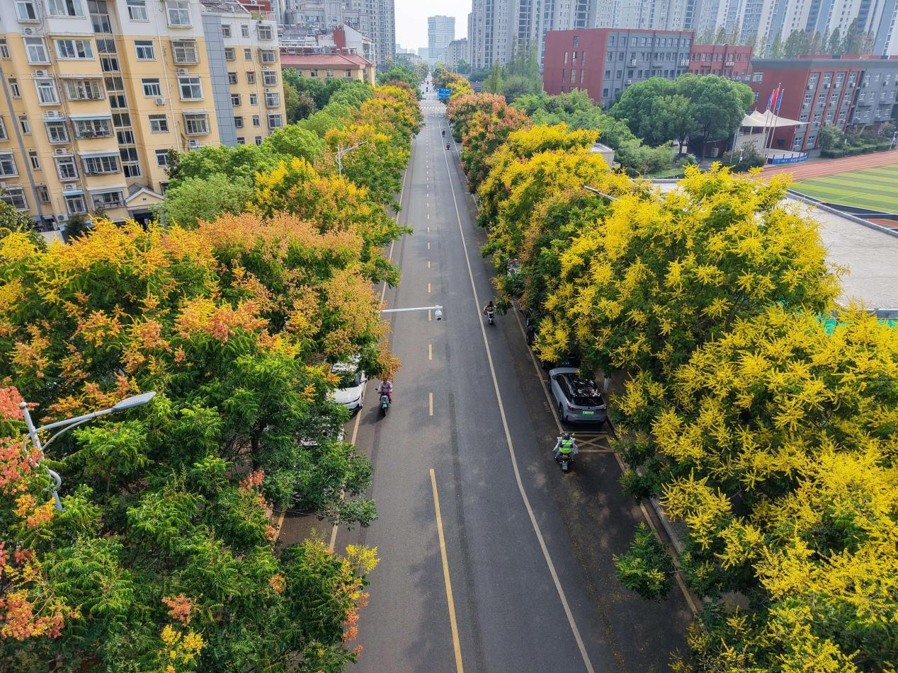 浦口区道路两旁的栾树。许龙春摄