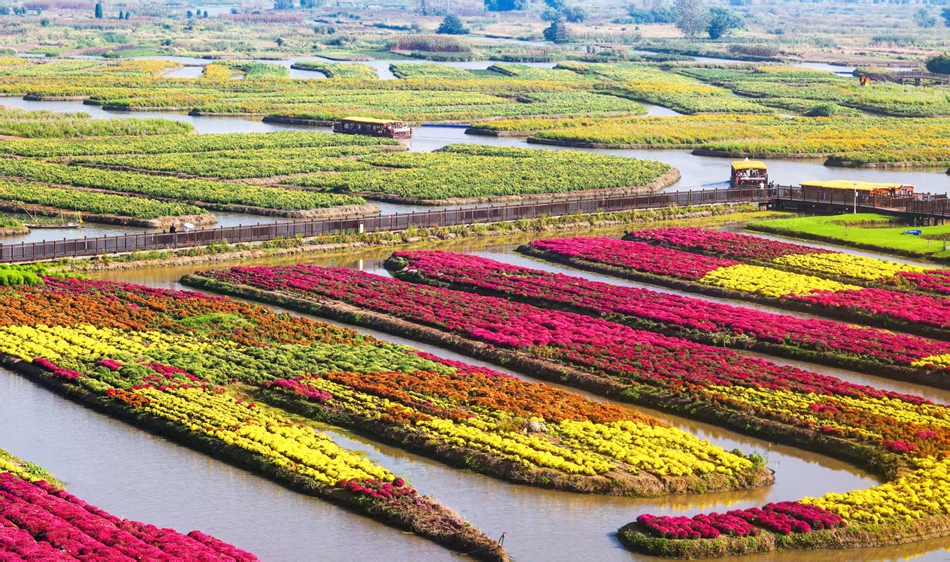 游客在垛田间乘船赏菊。史道智摄