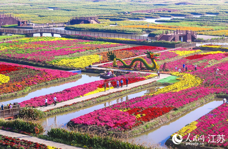垛田上种满各色菊花。人民网记者 王丹丹摄