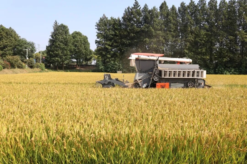 前洲街道黄石街村高标准农田水稻开镰收割。前洲街道供图