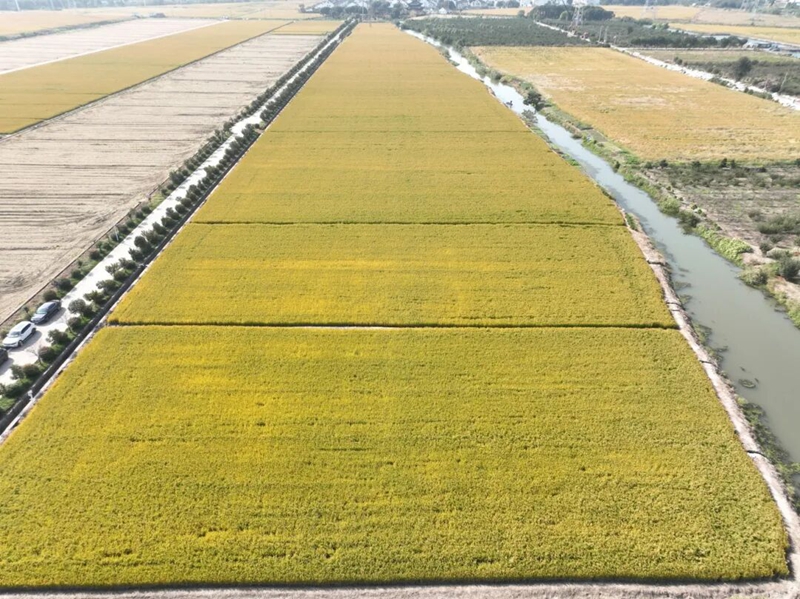 航拍前洲街道黄石街村高标准农田。前洲街道供图