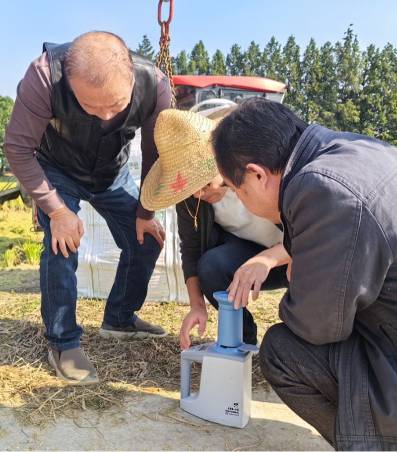 当地农户与工作人员进行实割实测工作。前洲街道供图