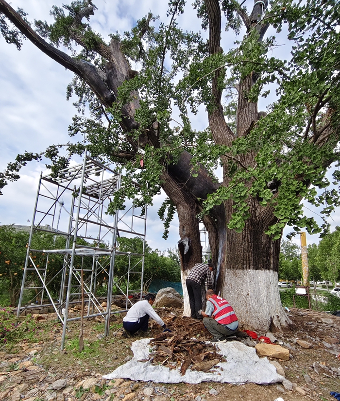 工作人员对银杏古树进行救护。云台山景区供图