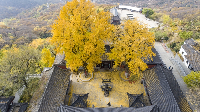 景區內的兩顆銀杏古樹。雲台山景區供圖