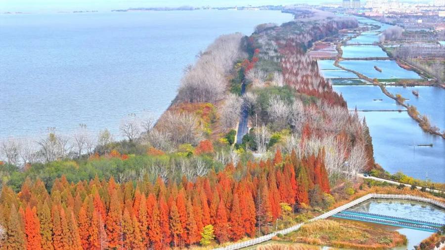 洪泽湖畔层林尽染。淮安市交通运输局供图