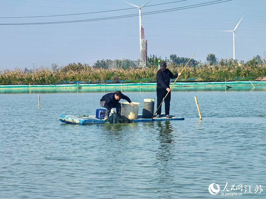 西顺河大闸蟹养殖基地，蟹农正在起网捕捞螃蟹。人民网 崔小倩摄