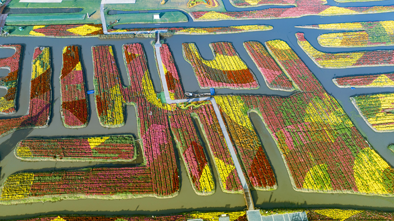 垛田花海。兴化市委宣传部供图