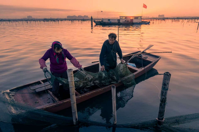 湖區養殖戶捕撈大閘蟹。蘇州市陽澄湖大閘蟹行業協會供圖
