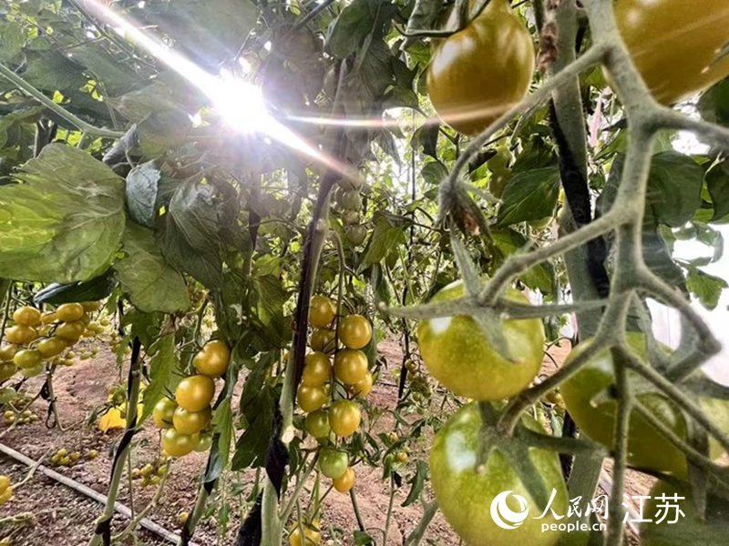 大棚里，新鲜的小番茄静待采摘。人民网 任晓燃摄