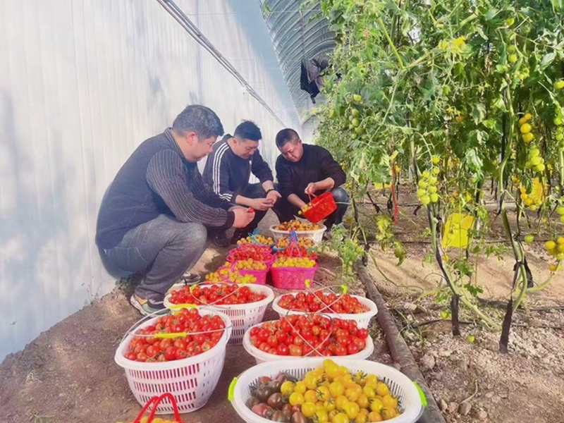 尚庆（中）帮助农户检查小番茄品质。受访者供图