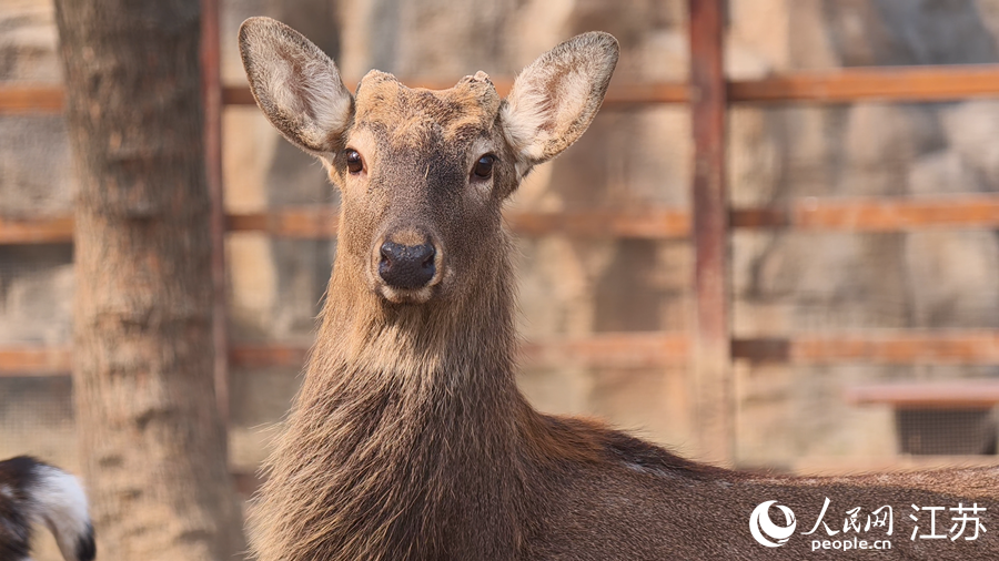 “七河八岛”已成为扬州的“城市绿肺”与“生态走廊”。人民网 徐晨曦摄