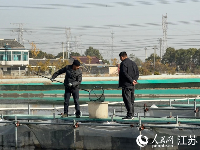 泰兴市姚王街道江沙蟹迎来丰收季。 人民网 任晓燃摄