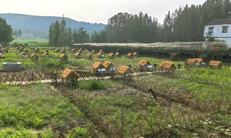 檀山村面向市民推出“领养制”共享菜园。