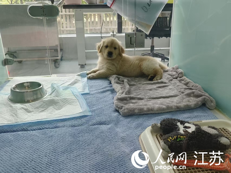 希诺谷（江苏）生物科技有限公司通过克隆后进行培育的宠物犬。人民网记者 张瀚天摄