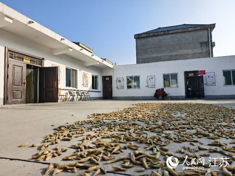 淮高镇大福村幸福院晾晒的萝卜干。人民网记者 马晓波摄