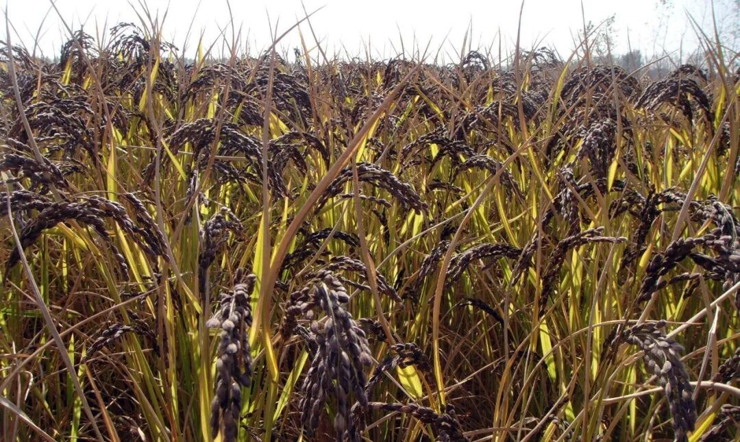 徐海凭借红糯米种植，入选“淮安市高素质农民创新创优带头人”。曹康姣摄