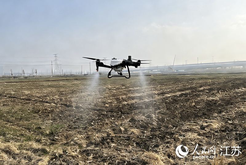 无人机在高科技示范田内喷洒二氢卟吩铁。人民网记者 王丹丹摄