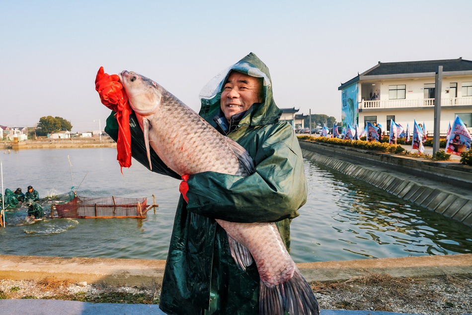 33.2斤重的年度頭魚。錫山區委宣傳部供圖