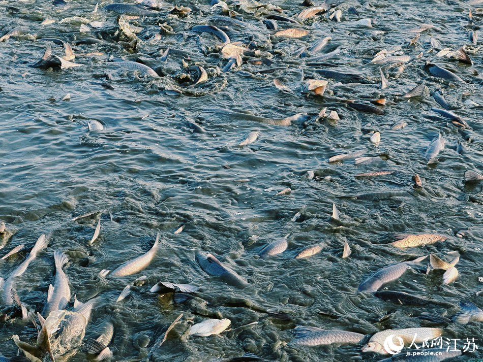 甘露青魚開捕現場。人民網記者 周夢嬌攝