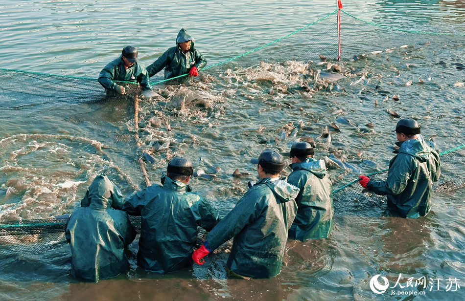 甘露青魚開捕現場。人民網記者 周夢嬌攝