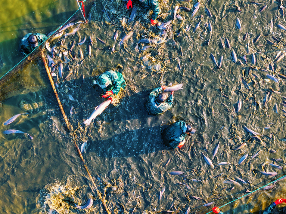 2026年甘露青鱼开捕现场。锡山区委宣传部供图