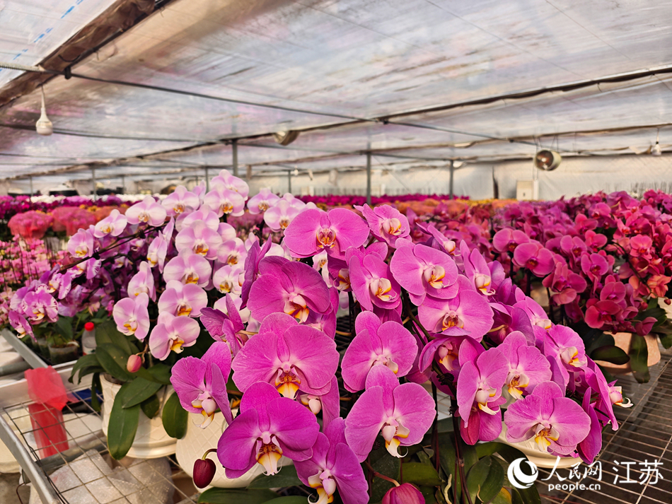 產業園智能溫室大棚內的蝴蝶蘭。