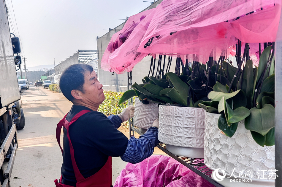 花農正將蝴蝶蘭裝車。