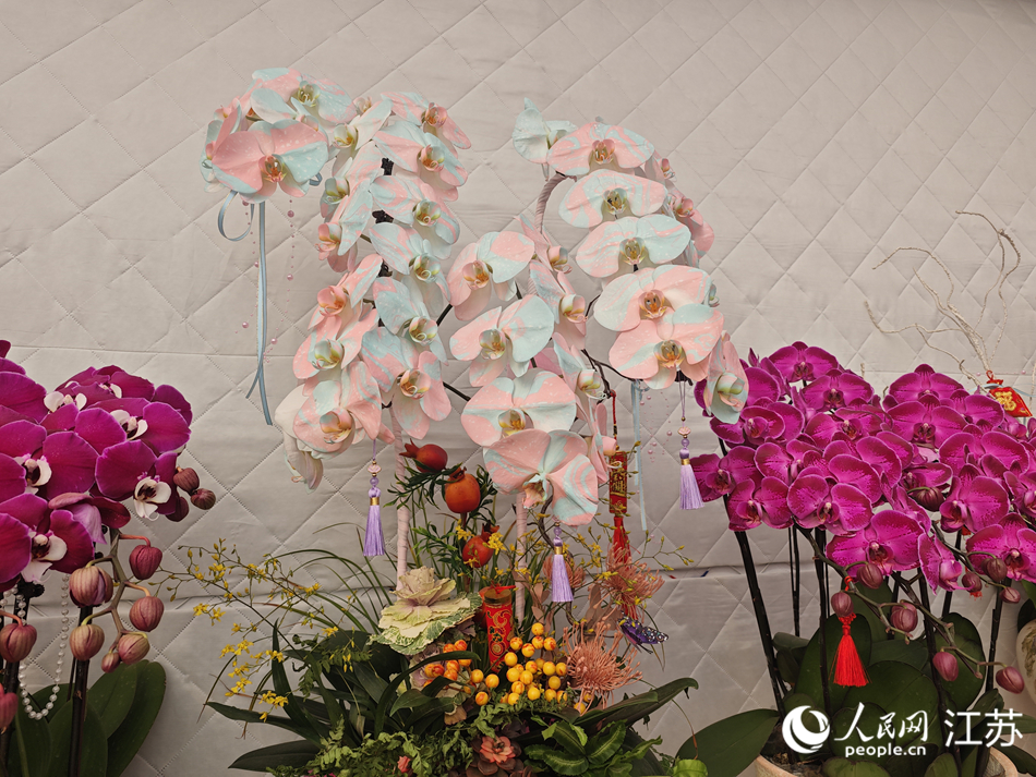 使用暈染技術處理的蝴蝶蘭。