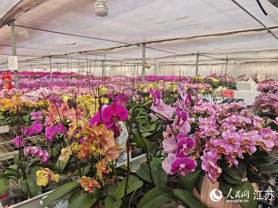 錫山國家現代農業產業園智能溫室大棚內的蝴蝶蘭。