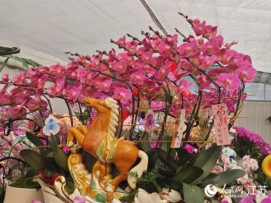 以馬年為主題設計的蝴蝶蘭。
