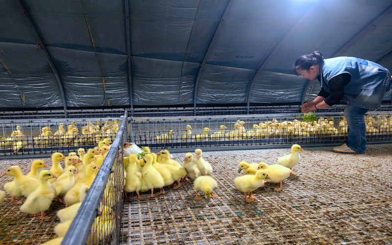 揚州援疆工作組在新源縣建起標准化養殖設施。郭義富攝