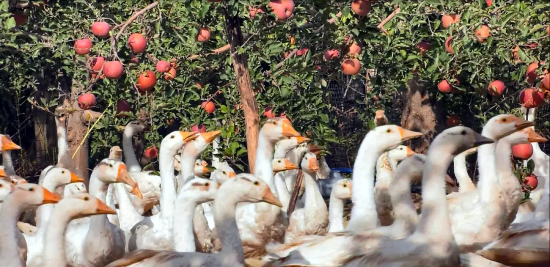 新疆新源縣喀拉布拉鎮蘋果園裡林下養殖的揚州三花鵝。受訪者供圖