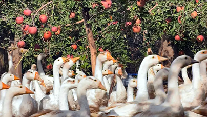 扬州鹅“西游记”下午4点半，南京禄口机场，一批贴着“新疆新源”标签的冷链箱缓缓推出，里面是在新疆屠宰后直飞过来的扬州三花鹅。这批跨越4000多公里的“扬州鹅”，很快就会走上扬州人的年节餐桌。